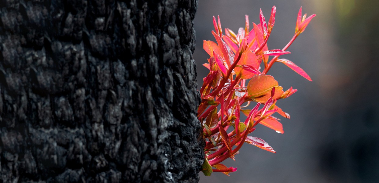 AFTER  THE BUSHFIRES